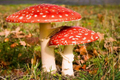 featured image thumbnail for post Amanita Muscaria