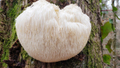 featured image thumbnail for post Lions Mane Mushrooms