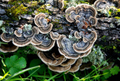 featured image thumbnail for post Turkey Tail Mushrooms