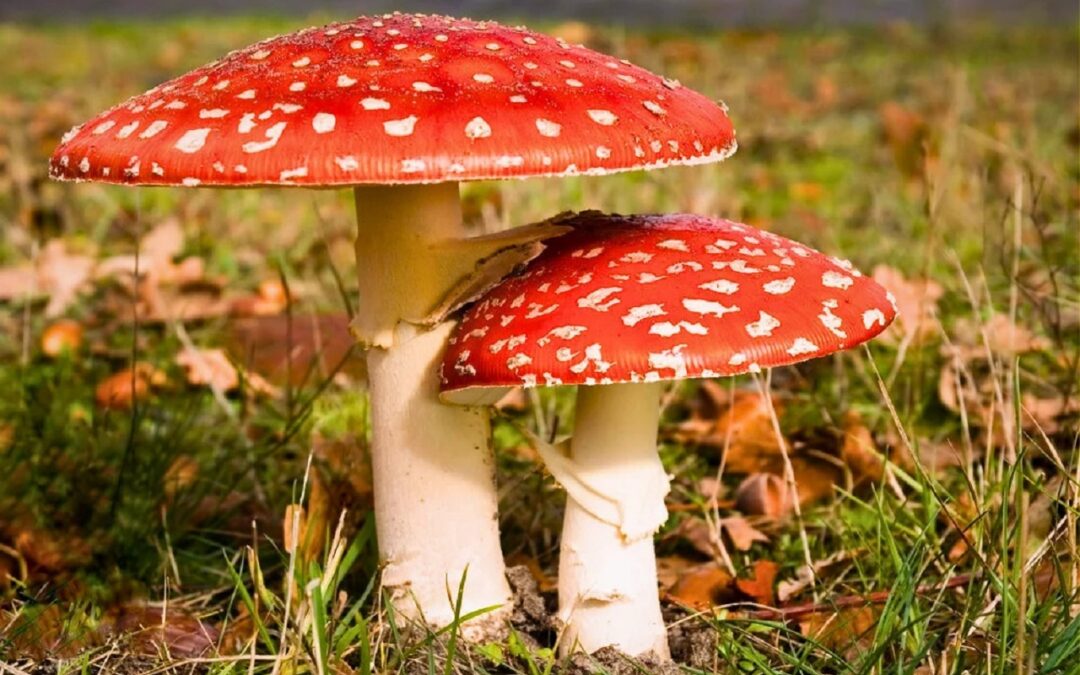 Amanita Muscaria
