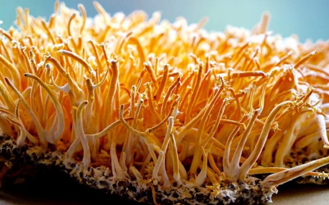 Cordyceps Mushroom