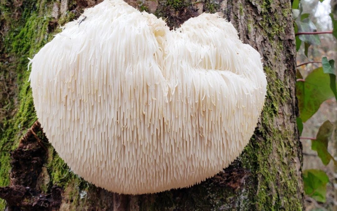 Lions Mane Mushrooms