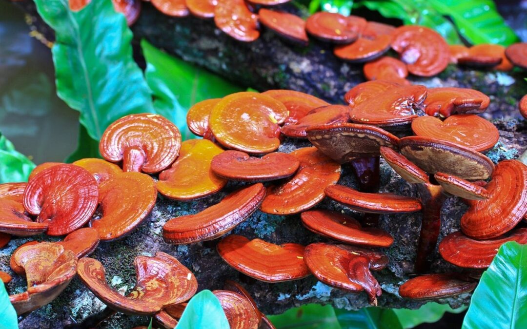 Reishi mushroom