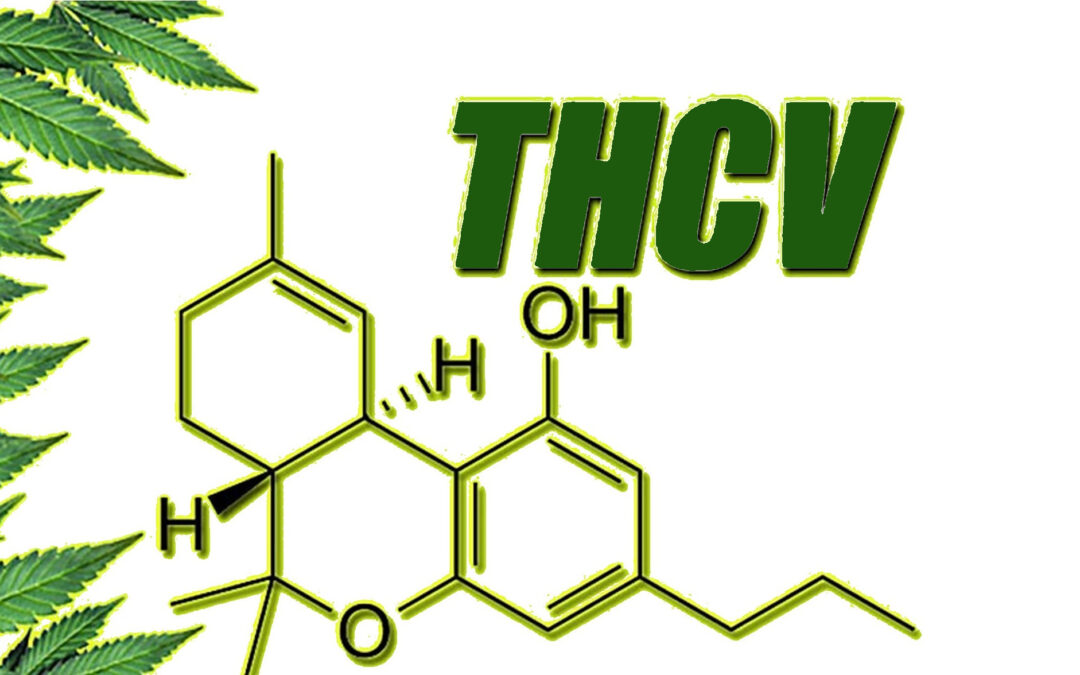 What is THCV?