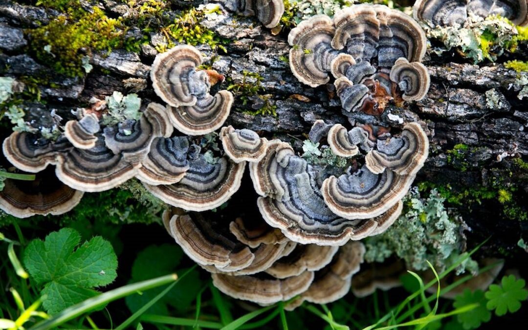 Turkey Tail Mushrooms